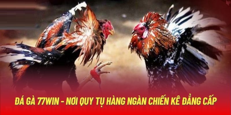 Đá gà 77win uy tín thưởng cao pháp lý minh bạch