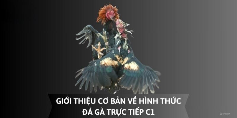 Tóm tắt về đá gà trực tiếp C1